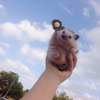 (Image: Reddit, Ledardsauvage)
